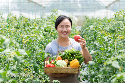 農(nóng)民蔬菜大棚采摘蔬菜